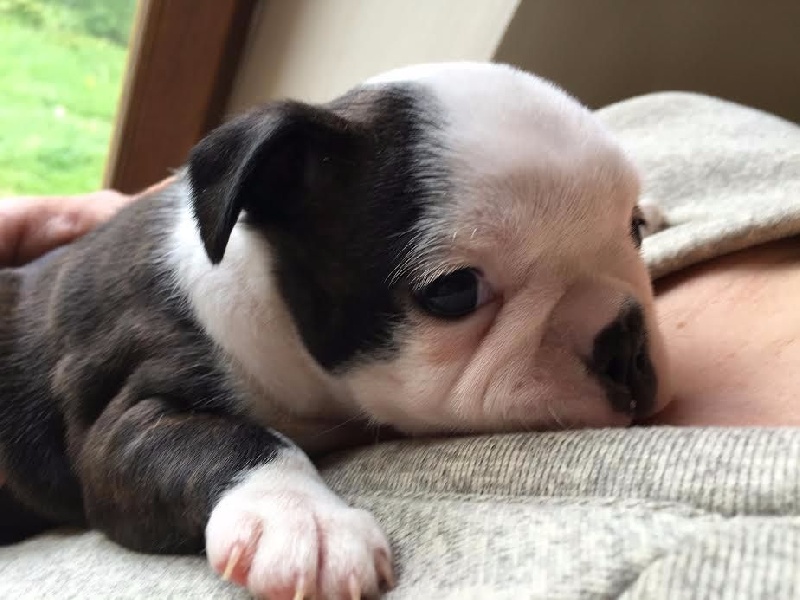 Du Chemin D'Idolyne - Boston Terrier - Portée née le 12/04/2016