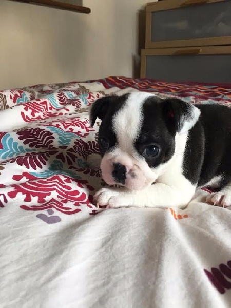 Du Chemin D'Idolyne - Chiots disponibles - Boston Terrier