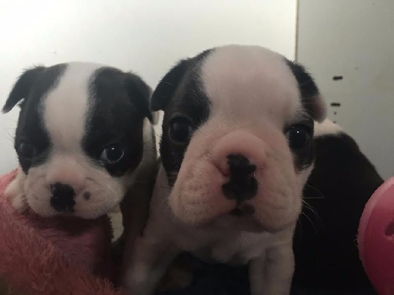 Du Chemin D'Idolyne - Chiots disponibles - Boston Terrier